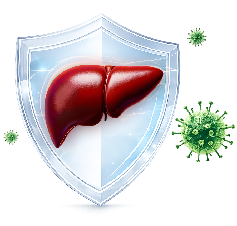 Liver Shield Medical Illustration
